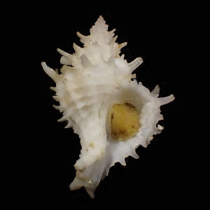 Babelomurex laevicostatus