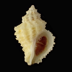Coralliophila alboranensis
