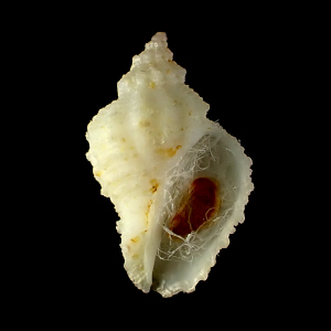 Coralliophila alboranensis