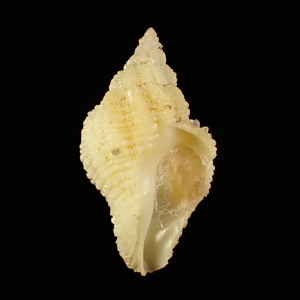 Coralliophila flava
