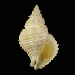 Coralliophila flava