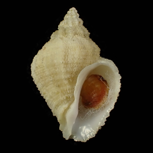 Coralliophila infantula