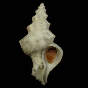 Mipus gyratus