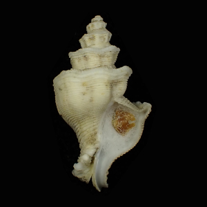 Mipus gyratus