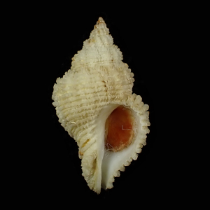 Coralliophila inflata