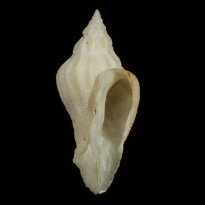 Coralliophila mitraeforma