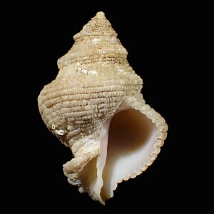 Mipus nodosus