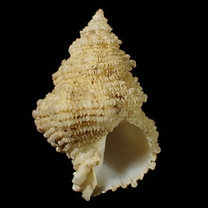 Mipus nodosus