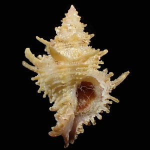 Babelomurex nagahorii