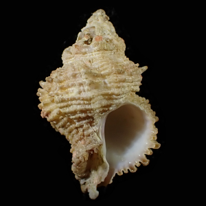 Babelomurex nagahorii