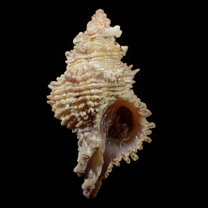 Babelomurex nagahorii