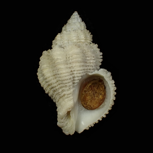 Coralliophila inflata