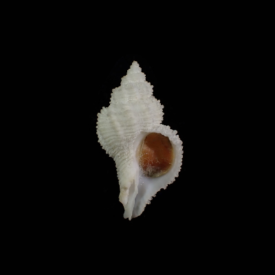 Hirtomurex oyamai