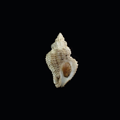 Hirtomurex oyamai