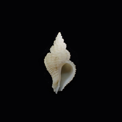 Hirtomurex oyamai