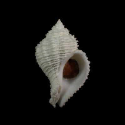 Hirtomurex isshikiensis