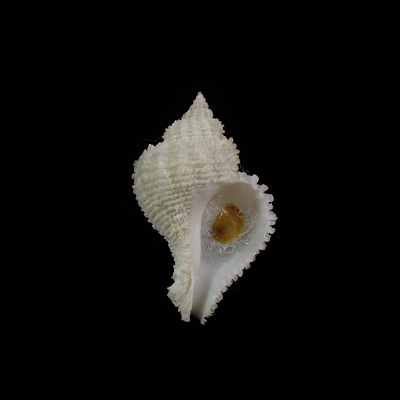 Hirtomurex isshikiensis