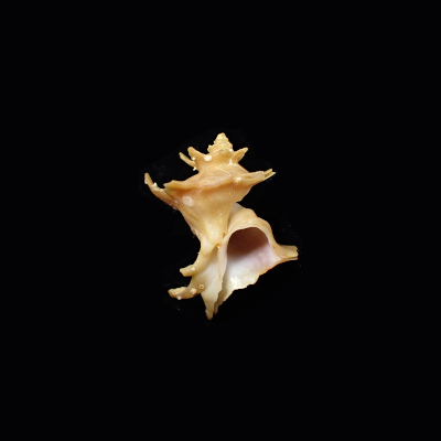 Babelomurex glaber