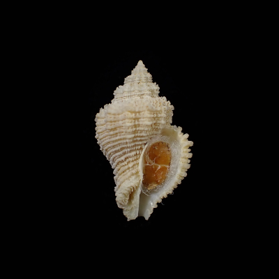 Coralliophila basileus