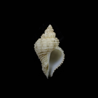 Hirtomurex isshikiensis