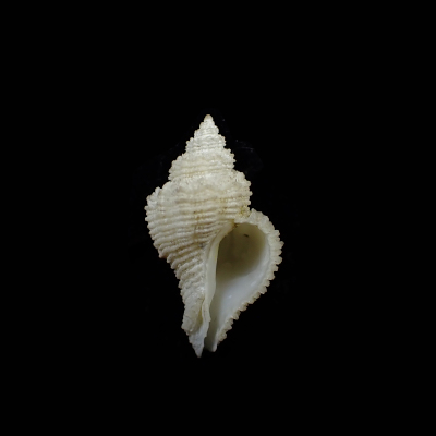 Hirtomurex isshikiensis