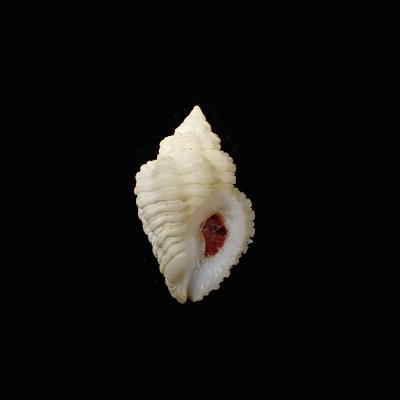 Coralliophila nivea