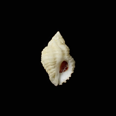 Coralliophila nivea