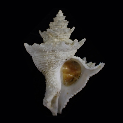 Babelomurex nakamigawai