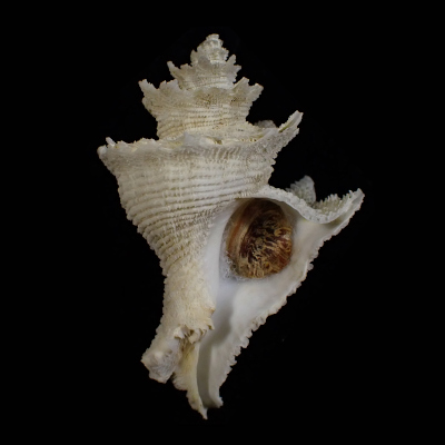 Babelomurex nakamigawai