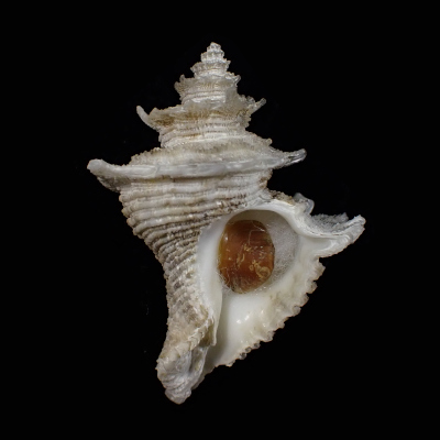 Babelomurex nakamigawai