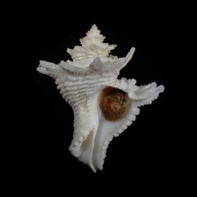Babelomurex nakamigawai