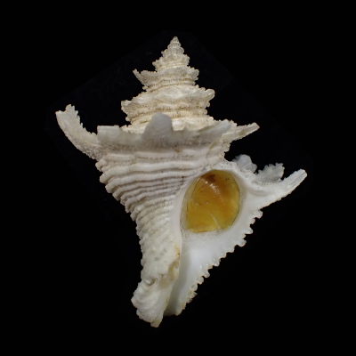 Babelomurex nakamigawai