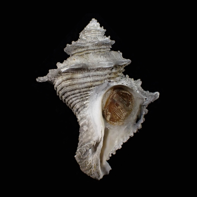 Babelomurex nakamigawai