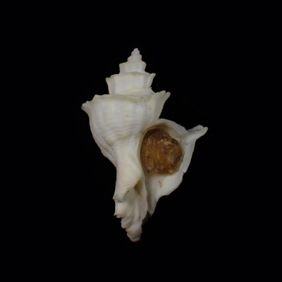 Babelomurex kawamurai