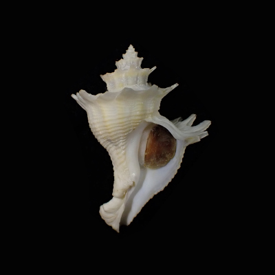 Babelomurex kawamurai