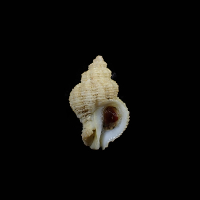 Coralliophila basileus