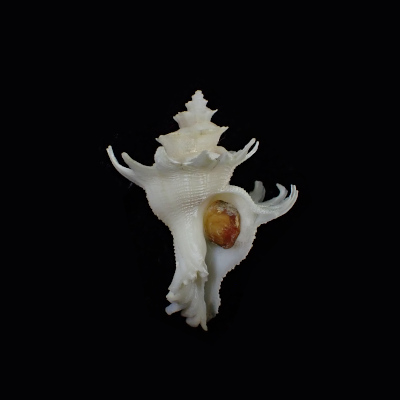 Babelomurex kawamurai