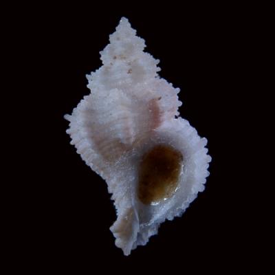 Coralliophila aedonis