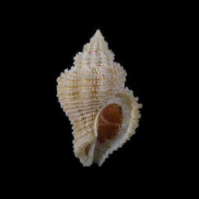 Coralliophila basileus