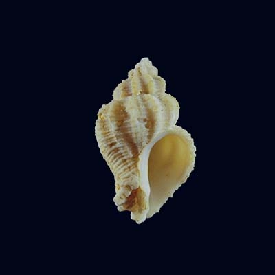 Coralliophila nivea