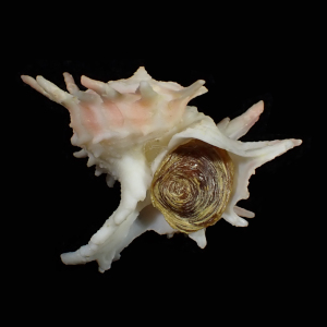 Babelomurex neocaledonicus