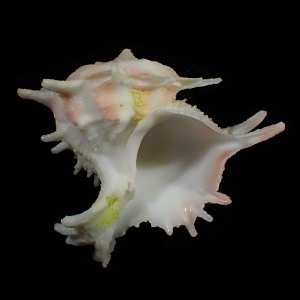 Babelomurex neocaledonicus