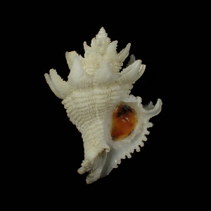 Babelomurex dalli