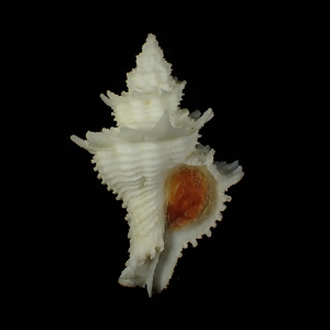 Babelomurex dalli