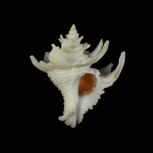 Babelomurex dalli
