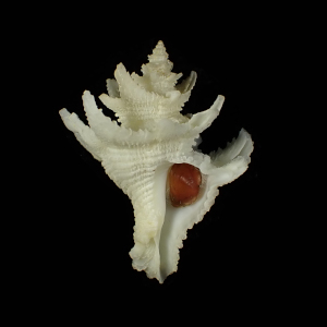 Babelomurex dalli