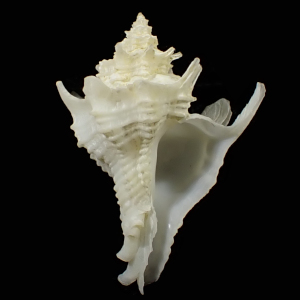 Babelomurex mediopacificus