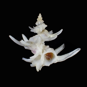 Babelomurex juliae