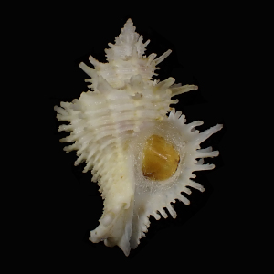 Babelomurex kiranus