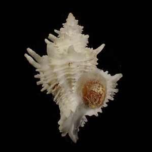 Babelomurex kiranus